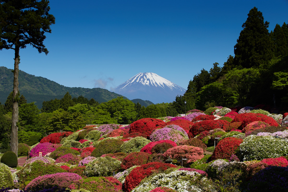小田急 山 の ホテル